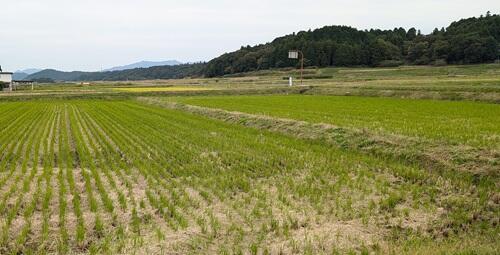 20241107愛宕山から長坂山への丘陵.jpg