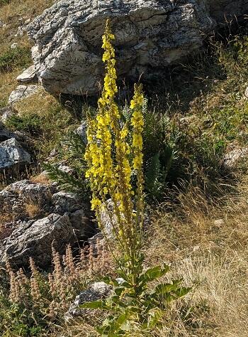 20230904Vebascum scardicolum.jpg